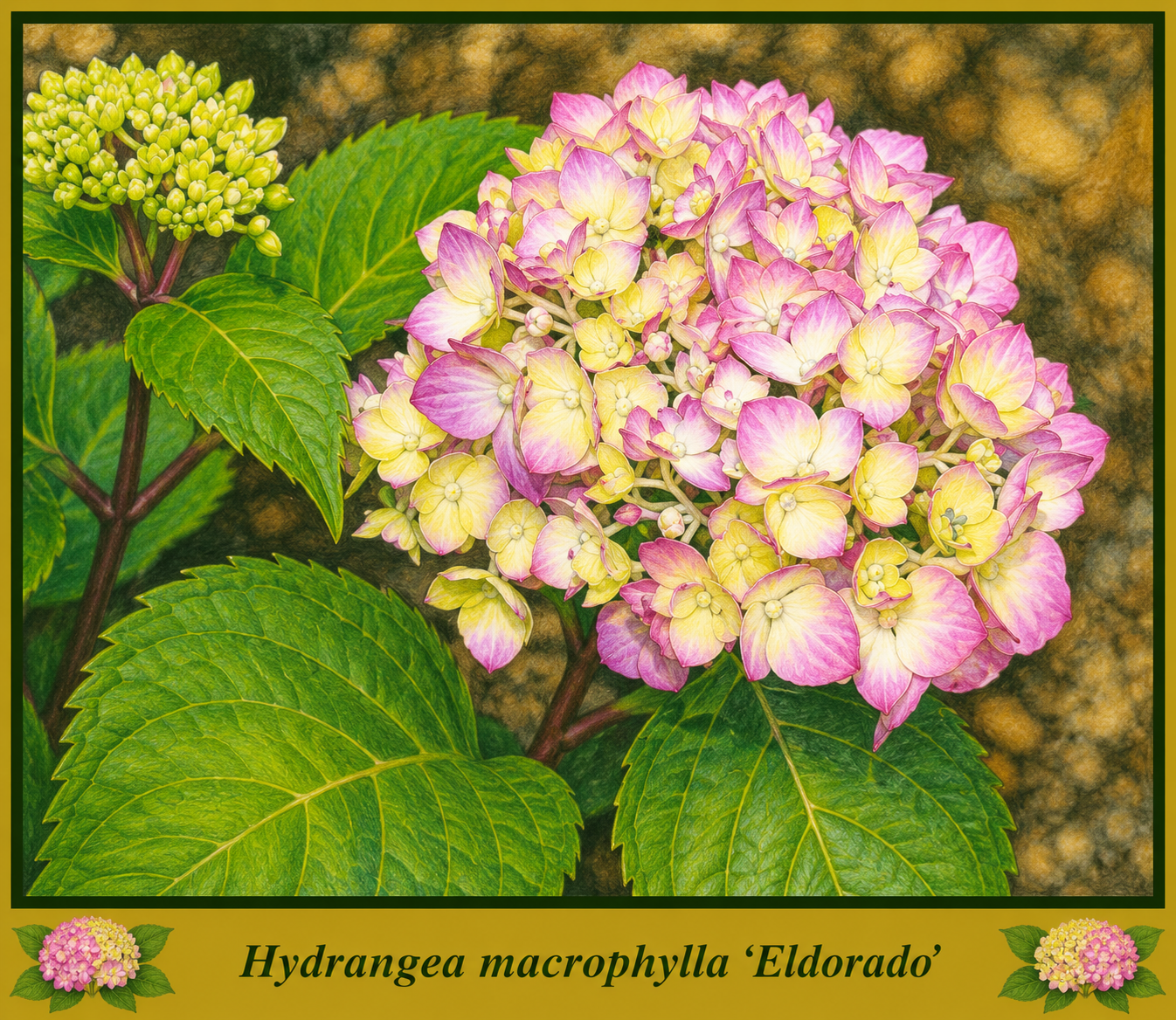 macrophylla eldorado.png